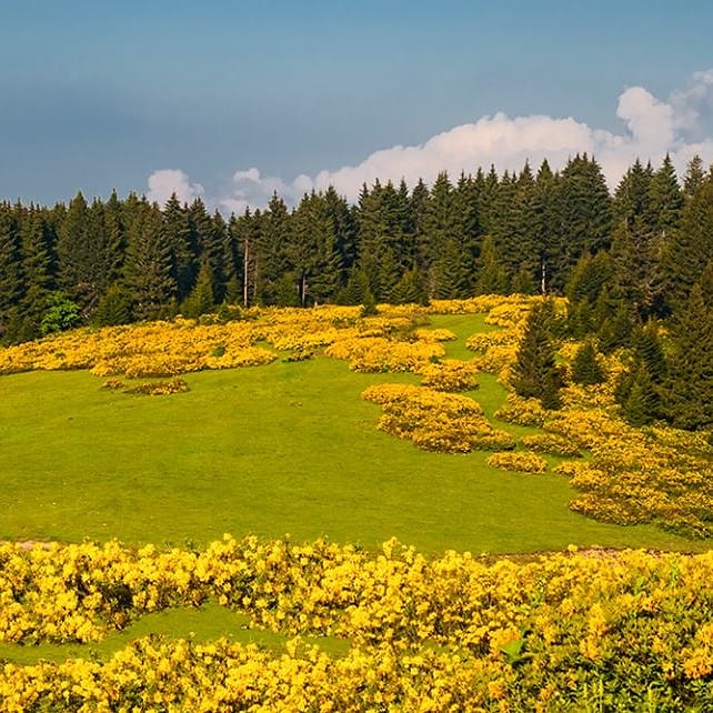 Giresun'da Açtı: Bu Çiçeği Koparmanın Cezası Tam 80 Bin TL